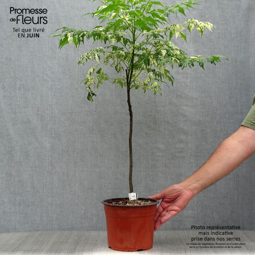 Exemplaar van Melia azedarach Jade Snowflake - Kralenboom Pot van 2 l/3 l zoals geleverd in de zomer