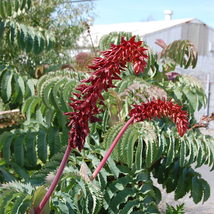 Melianthus major - Grote honingbloem (Bloei)