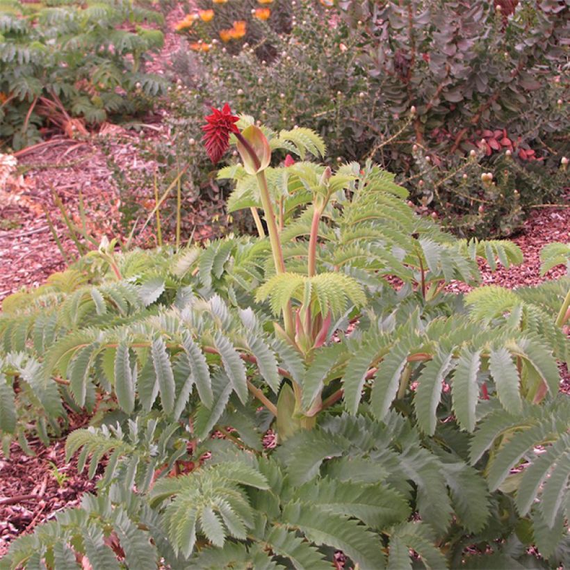 Melianthus major - Grote honingbloem (Groeiplaats)