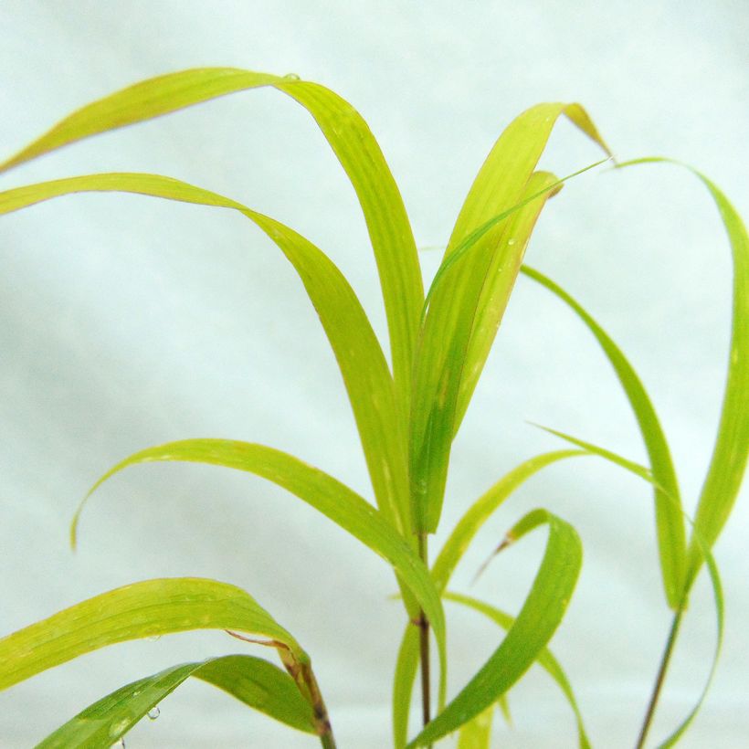 Melica altissima Atropurpurea - Parelgras (Blad)