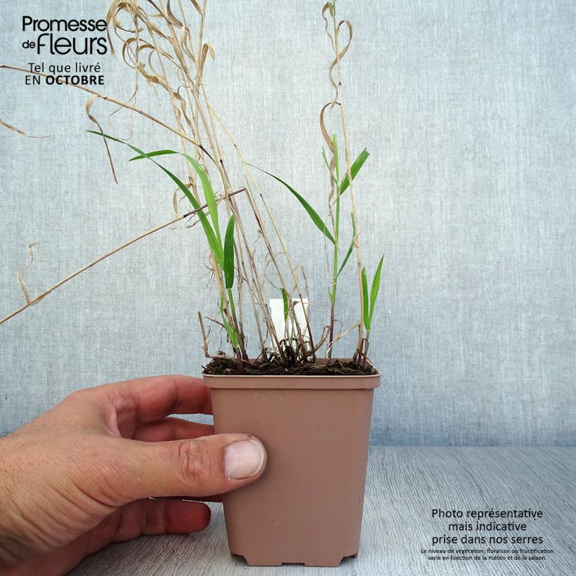 Exemplaar van Melica altissima Atropurpurea - Parelgras Kweekpotje van 8/9 cm zoals geleverd in de herfst