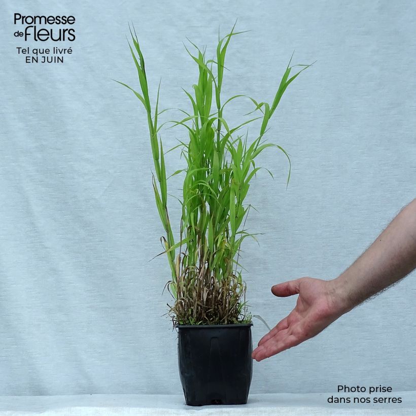 Exemplaar van Melica altissima Atropurpurea - Parelgras Pot van 2 l/3 l zoals geleverd in de zomer