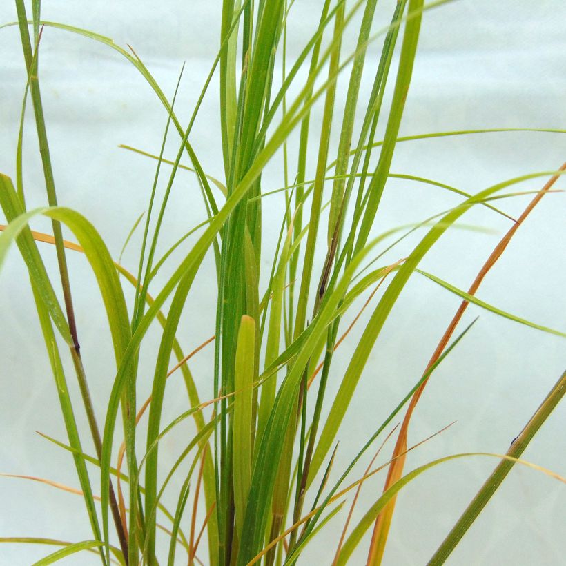 Melica ciliata - Wimperparelgras (Foliage)