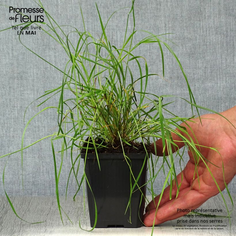Example of Melica ciliata - Wimperparelgras Kweekpotje van 8/9 cm as you get in printemps