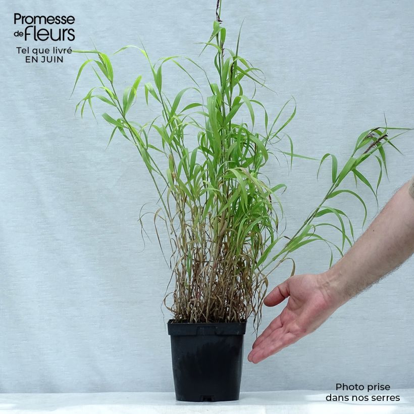 Exemplaar van Melica ciliata - Wimperparelgras Pot van 2 l/3 l zoals geleverd in de zomer