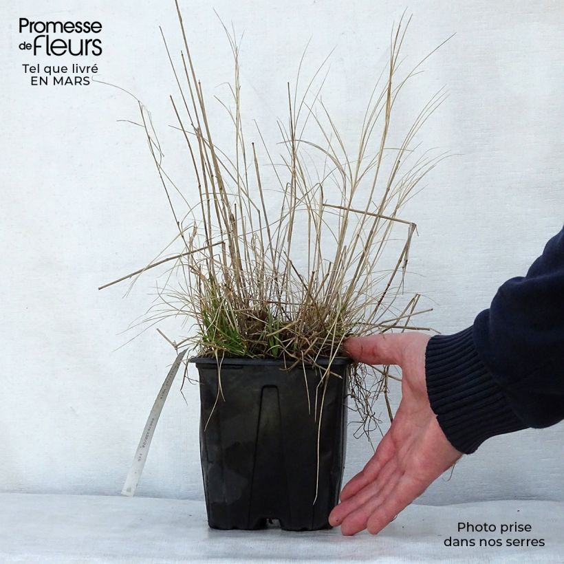 Example of Melica ciliata - Wimperparelgras Pot van 2 l/3 l as you get in printemps