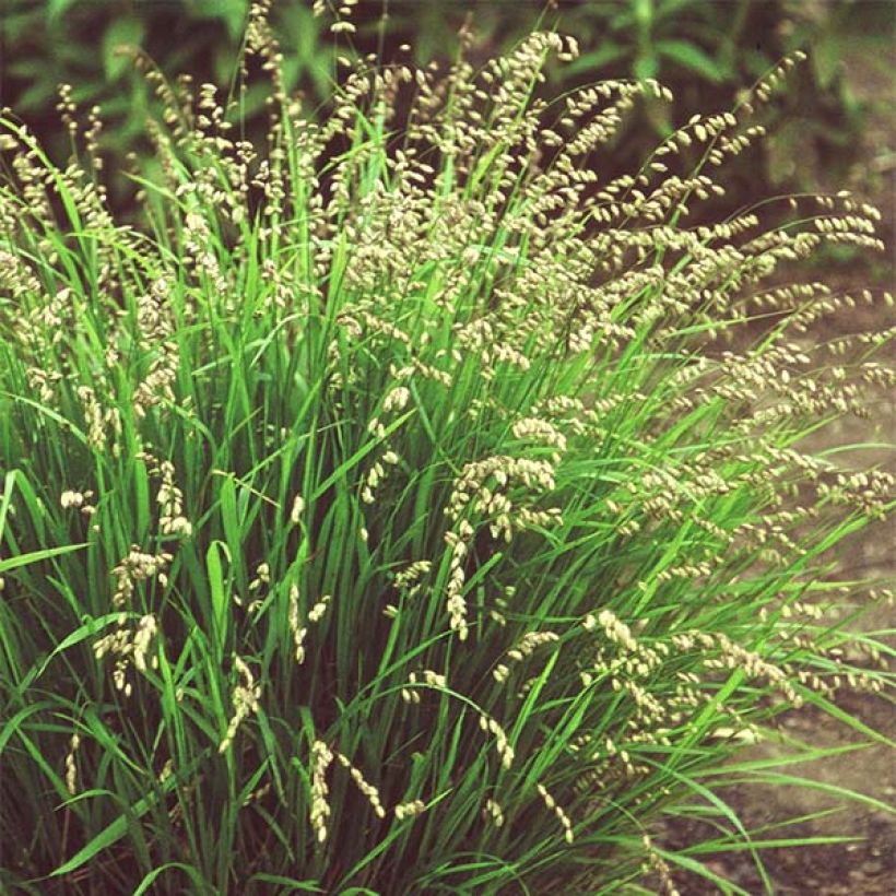 Melica nutans - Knikkend parelgras (Groeiplaats)