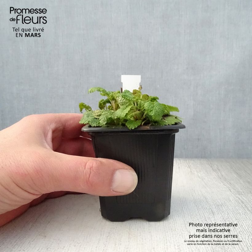 Exemplaar van Melissa officinalis Aurea - Citroenmelisse Kweekpotje van 8/9 cm zoals geleverd in de lente