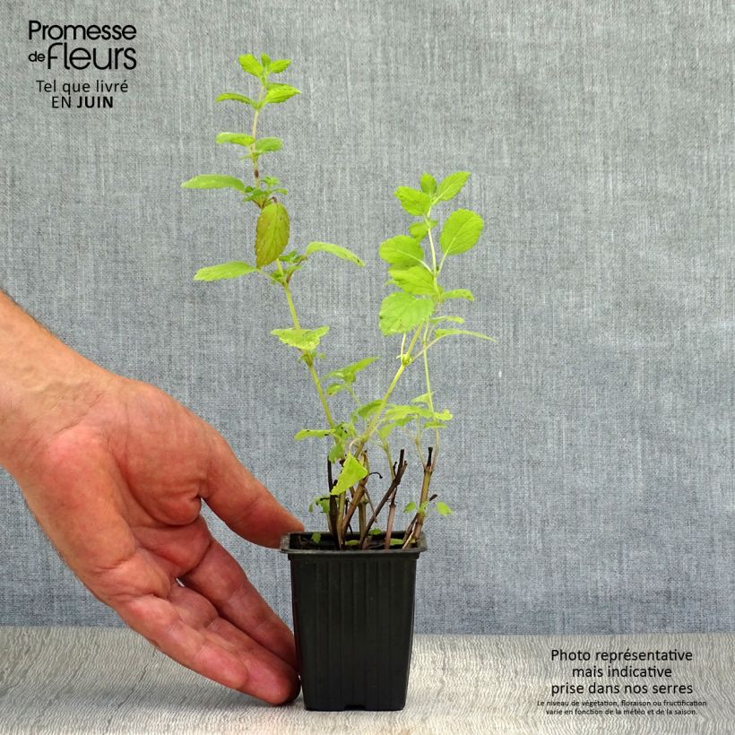 Exemplaar van Citroenmelisse - Melissa officinalis Kweekpotje van 8/9 cm zoals geleverd in de zomer