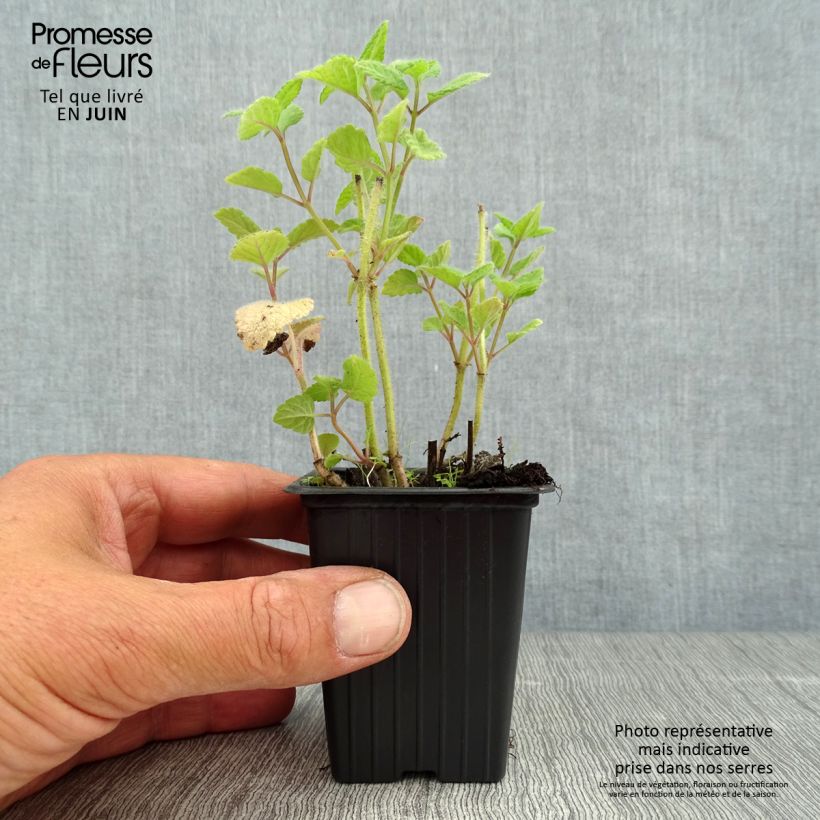 Exemplaar van Sinaasappelmelisse - Melissa officinalis Kweekpotje van 7/8 cm zoals geleverd in de zomer