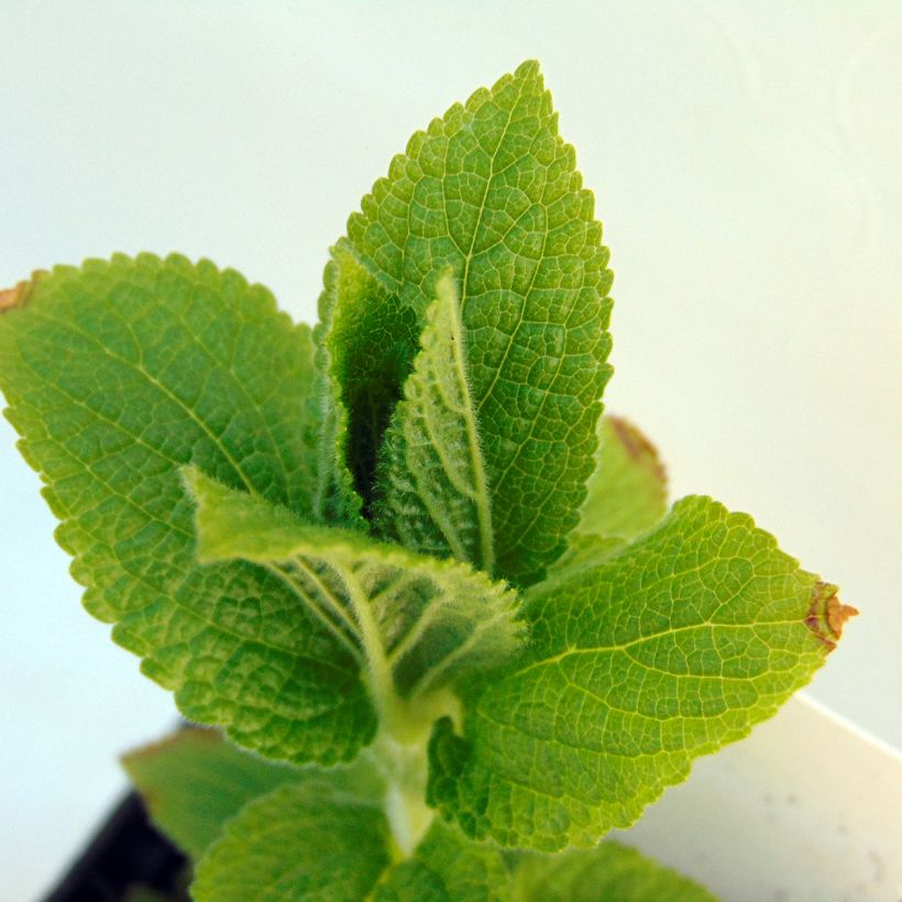 Melittis melissophyllum - Bijenblad (Blad)