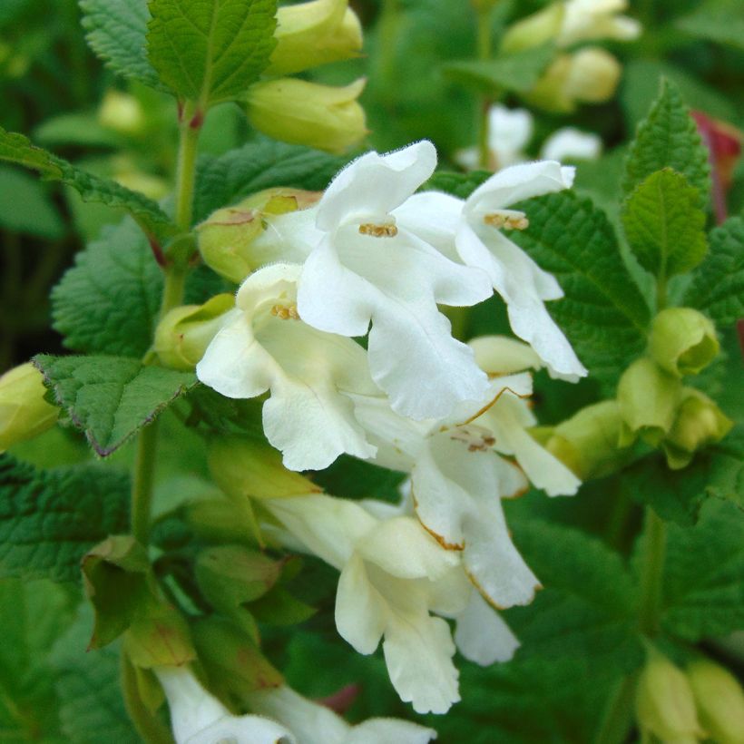 Melittis melissophyllum Alba - Bijenblad (Bloei)