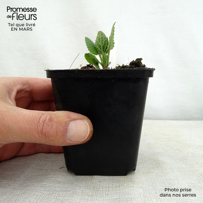 Exemplaar van Melittis melissophyllum Alba - Bijenblad Kweekpotje van 8/9 cm zoals geleverd in de lente