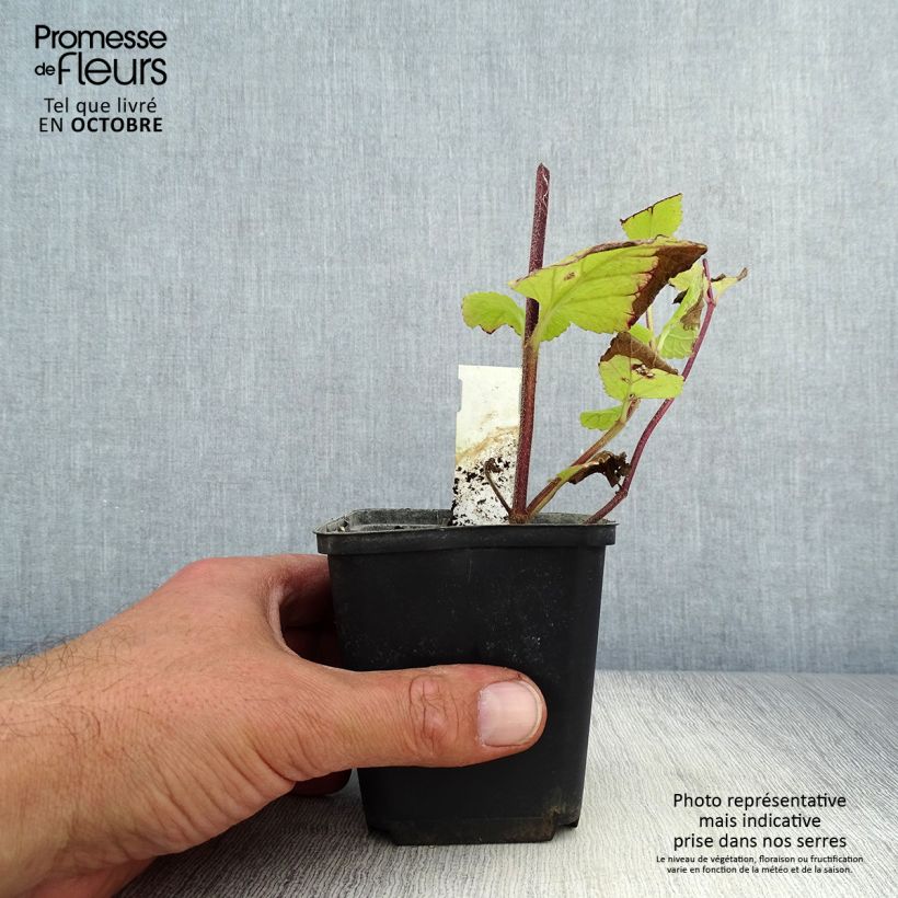 Exemplaar van Melittis melissophyllum Alba - Bijenblad Kweekpotje van 8/9 cm zoals geleverd in de herfst