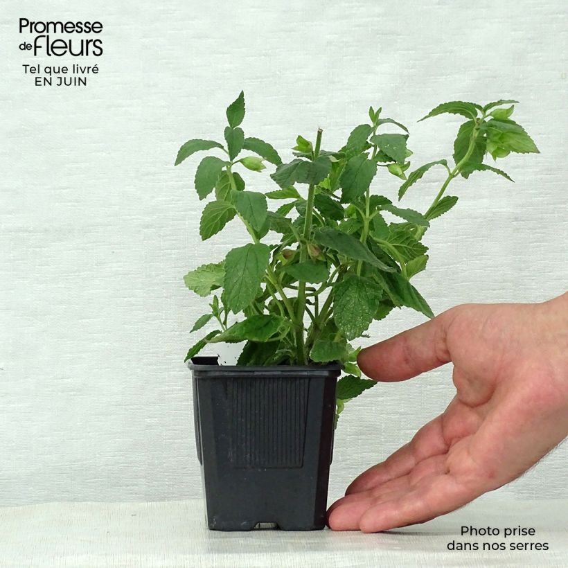 Exemplaar van Melittis melissophyllum Alba - Bijenblad Kweekpotje van 8/9 cm zoals geleverd in de zomer