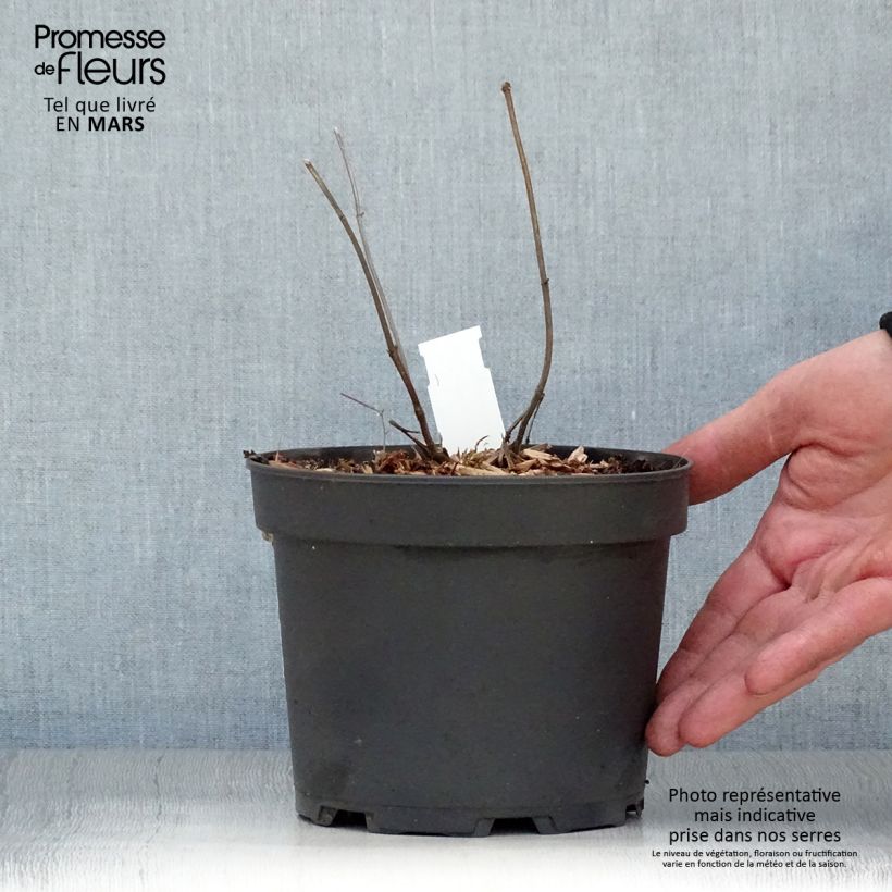 Exemplaar van Melittis melissophyllum Alba - Bijenblad Pot van 2 l/3 l zoals geleverd in de lente