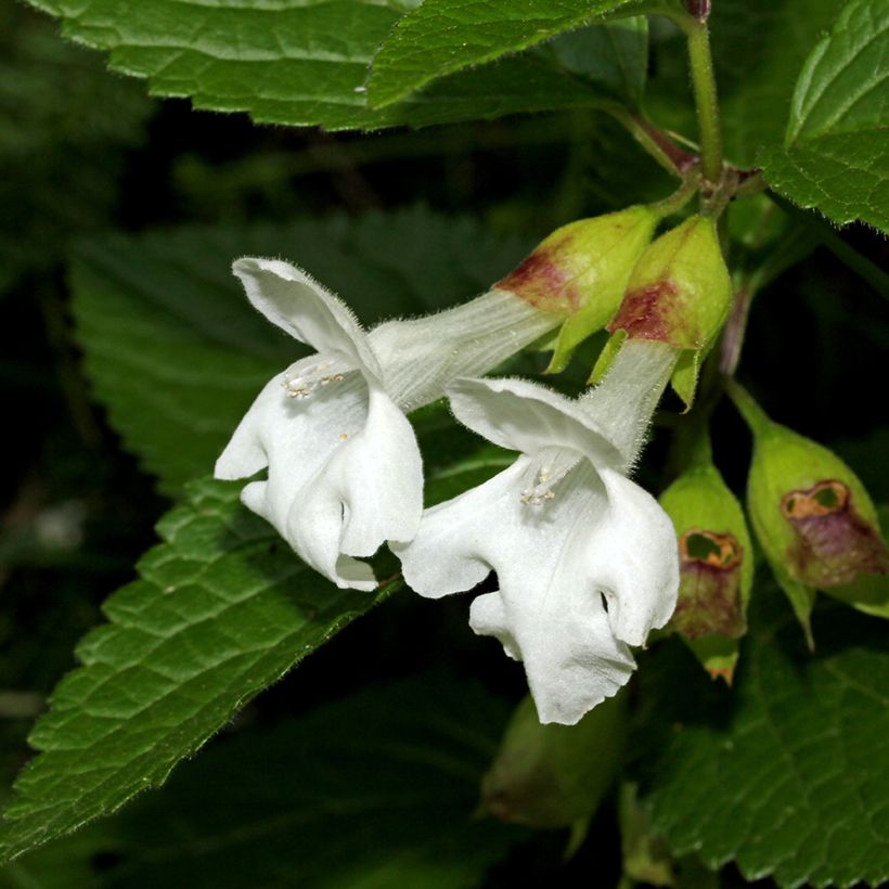 Melittis melissophyllum Alba - Bijenblad (Bloei)