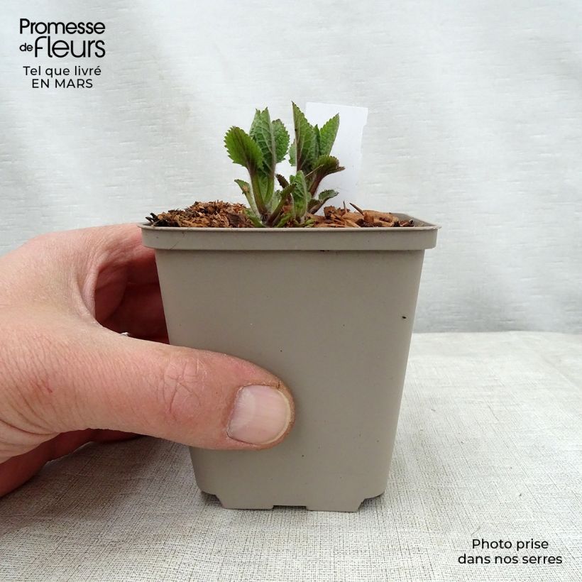 Exemplaar van Melittis melissophyllum Royal Velvet - Bijenblad Kweekpotje van 8/9 cm zoals geleverd in de lente