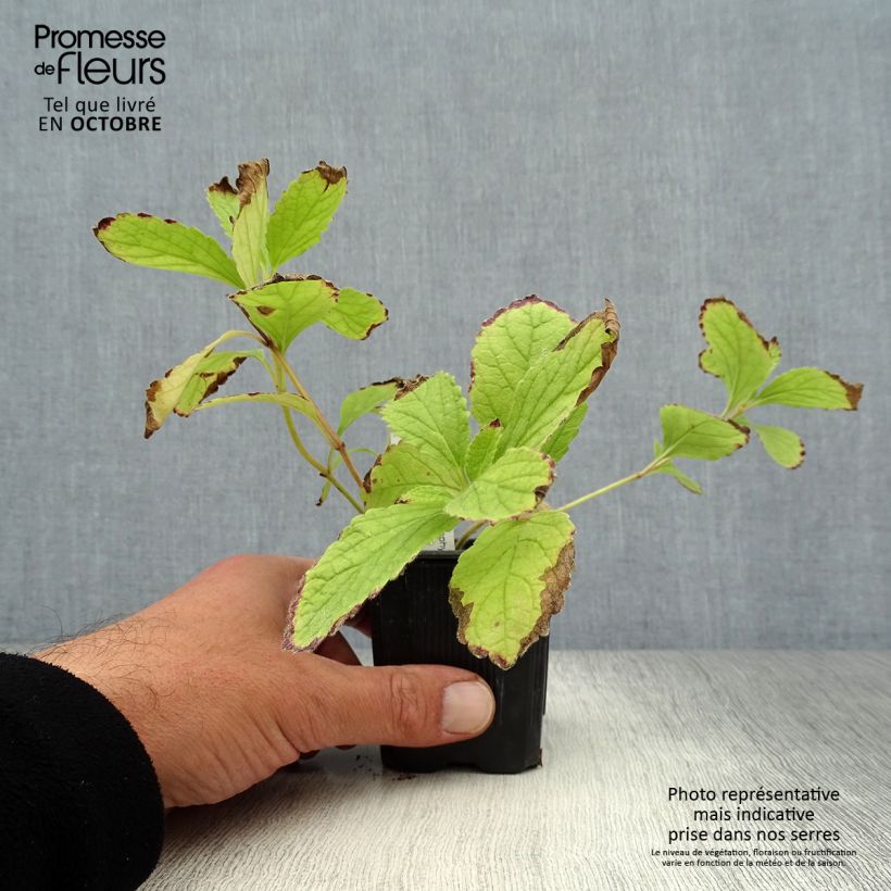 Exemplaar van Melittis melissophyllum Royal Velvet - Bijenblad Kweekpotje van 8/9 cm zoals geleverd in de herfst