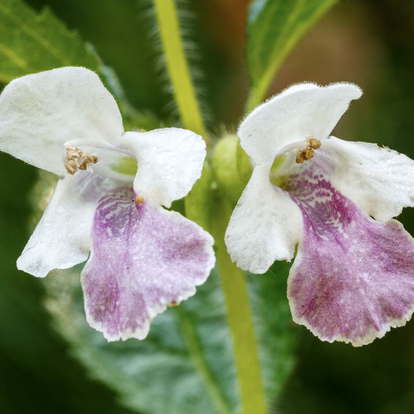 Melittis melissophyllum - Bijenblad (Bloei)