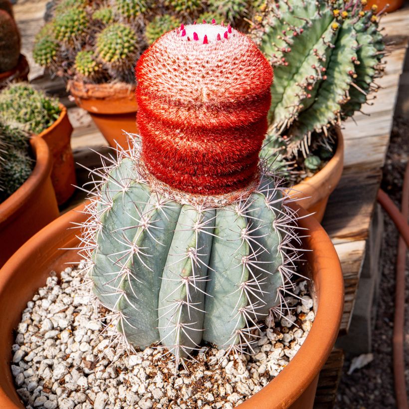 Melocactus azureus - Meloencactus (Groeiplaats)