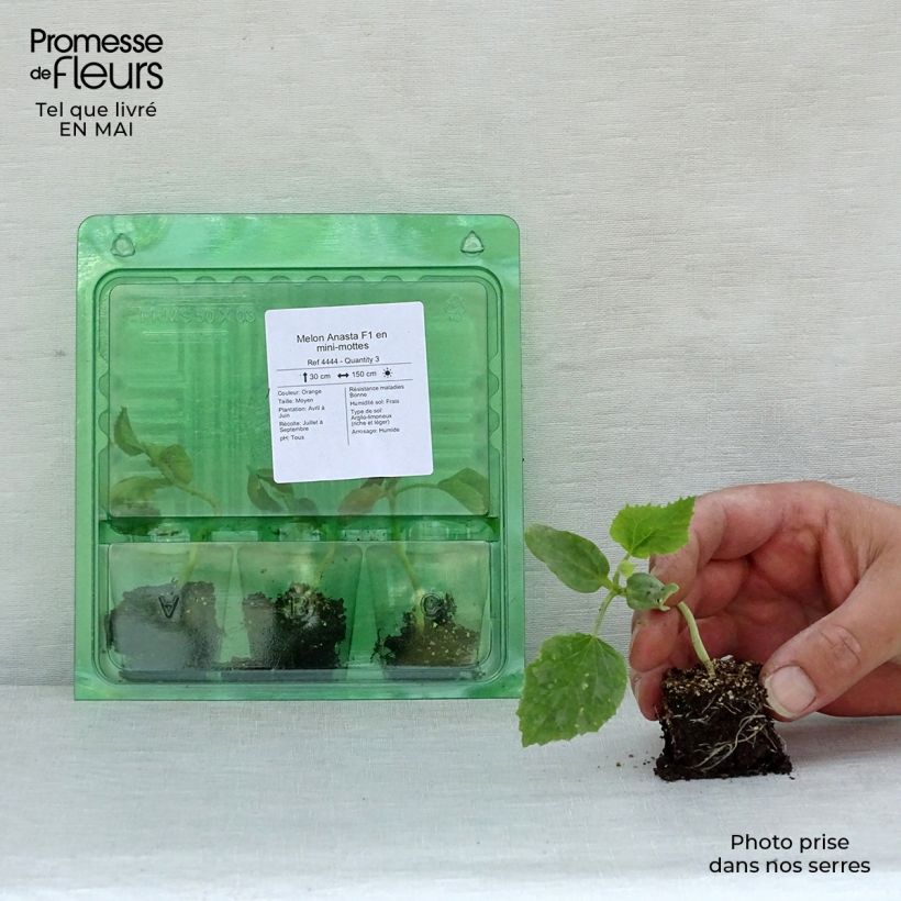 Exemplaar van Cantaloupe-meloen Anasta F1 (jonge planten) Mini-mot Ø 3/4 cm zoals geleverd in de lente