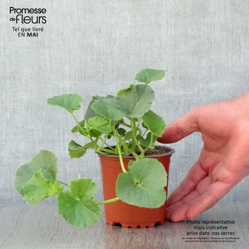 Example of Netmeloen Cyrano F1 (jonge planten - geënt) Kweekpotje van 8/9 cm as you get in printemps