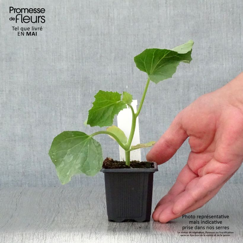 Example of Charentais-meloen Jerac F1 (jonge planten) Kweekpotje van 7/8 cm as you get in printemps