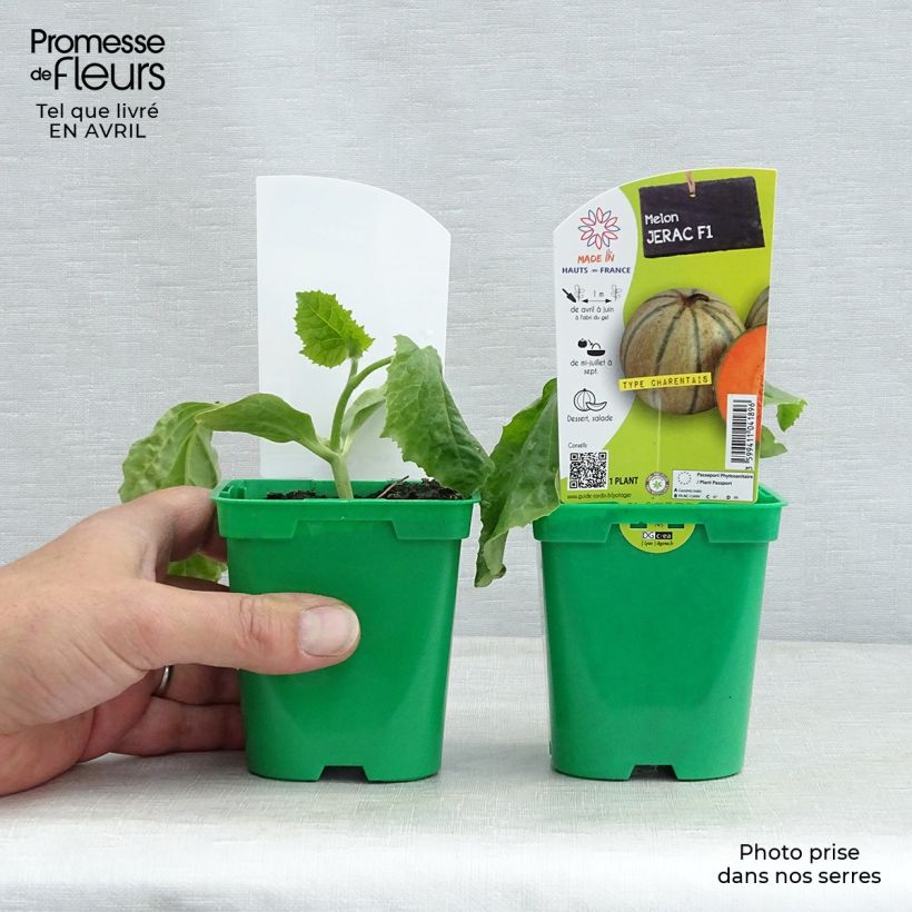Example of Charentais-meloen Jerac F1 (jonge planten) Pot van 10 cm/11 cm as you get in printemps