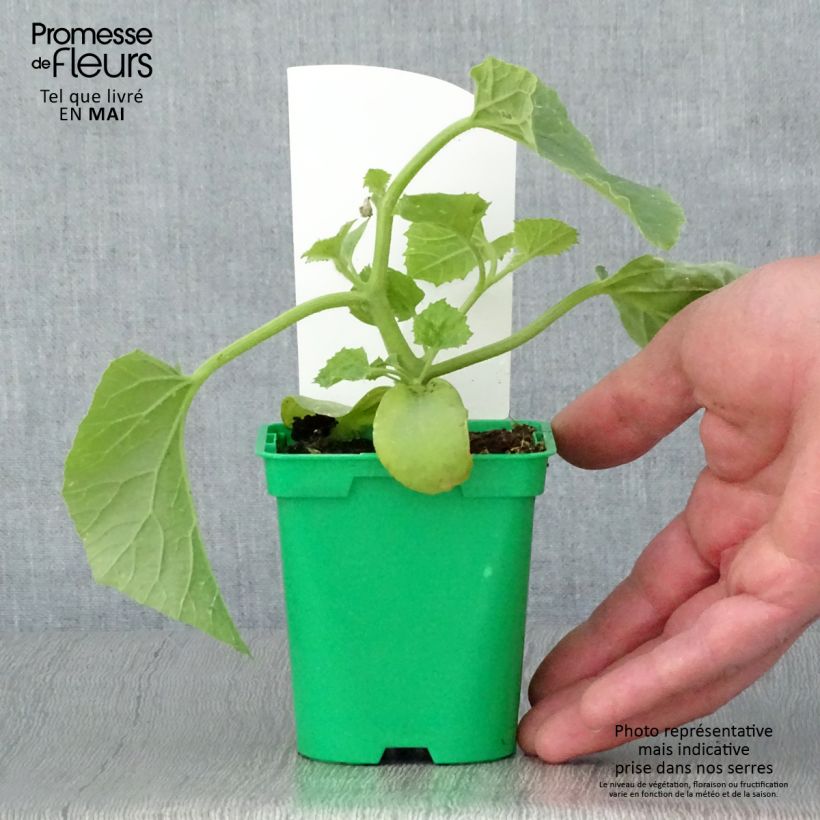 Example of Mangomeloen Mangomel F1 (jonge planten) Pot van 10 cm/11 cm as you get in printemps