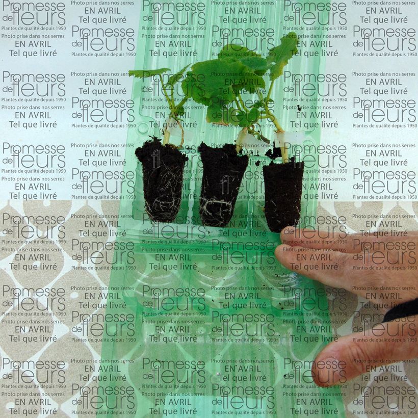 Example of Meloen Petit Gris de Rennes (jonge planten - geënt) Mini-mot Ø 3/4 cm as you get