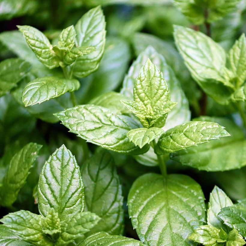 Pepermunt Citaro Mentha piperita Citaro (jonge planten) (Blad)