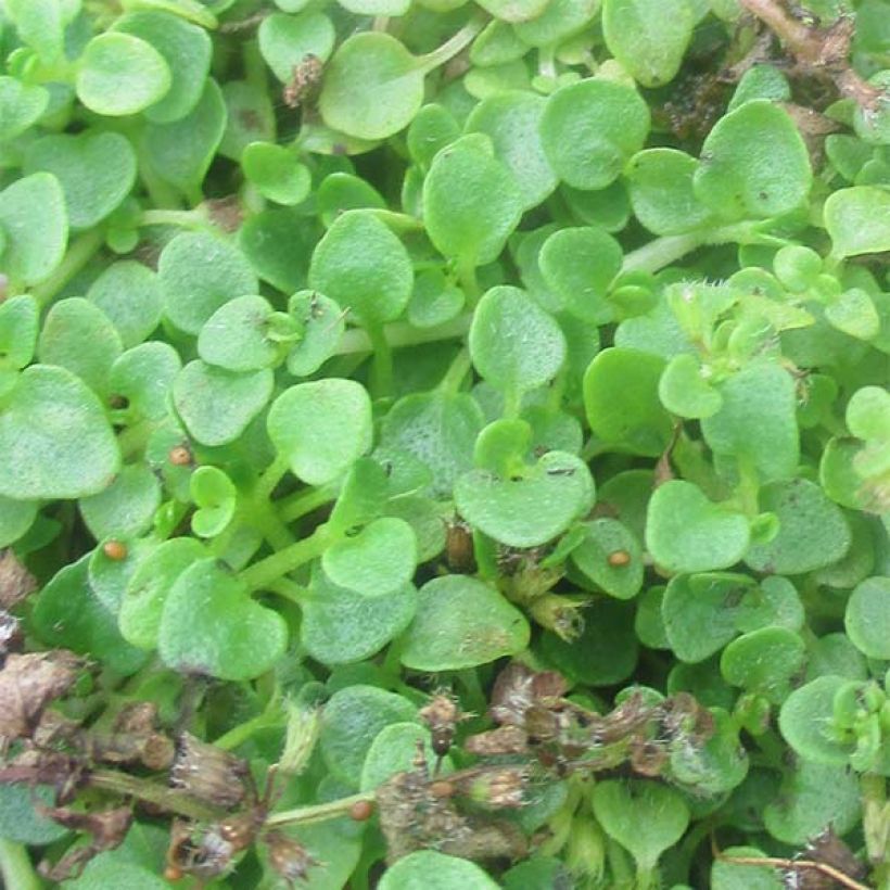 Mentha requienii - Corsicaanse munt (Blad)