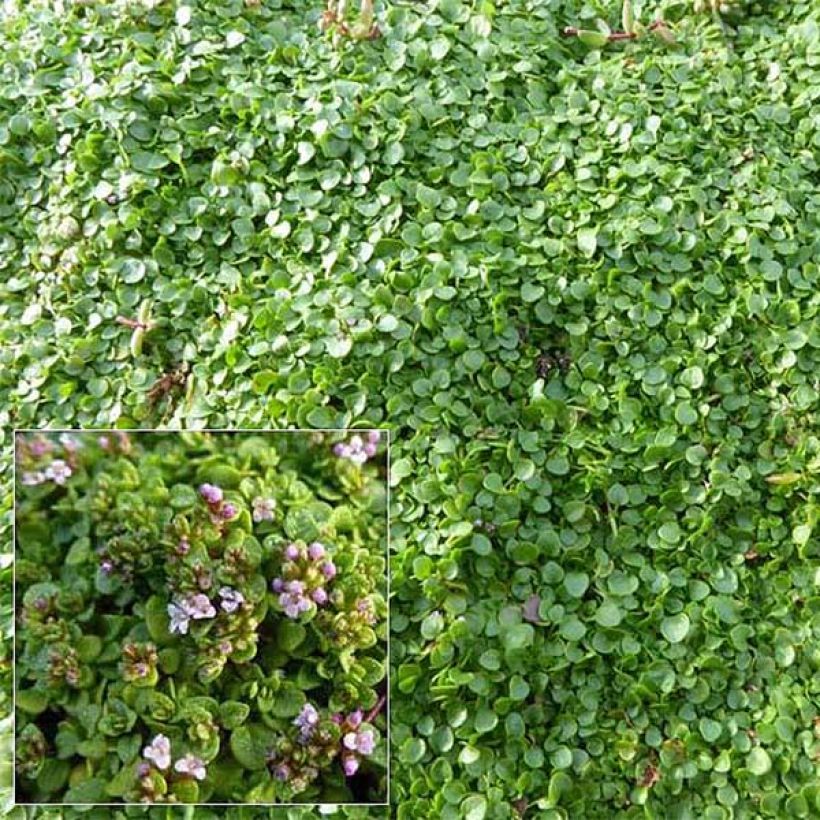 Mentha requienii - Corsicaanse munt (Bloei)