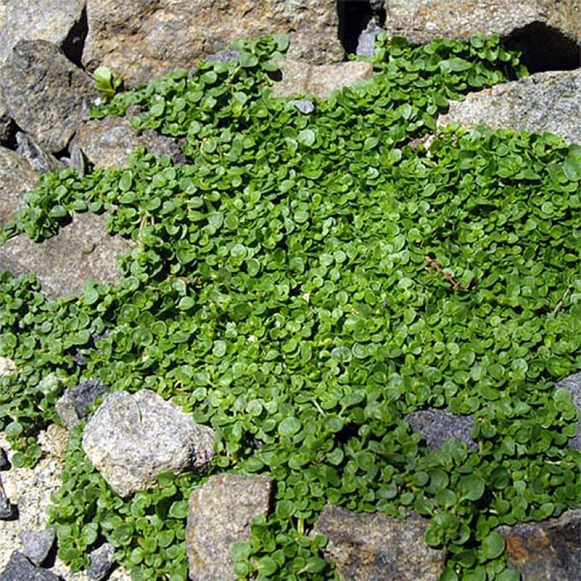 Mentha requienii - Corsicaanse munt (Groeiplaats)