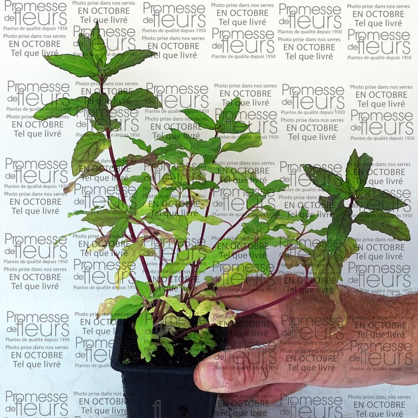 Voorbeeld van een exemplaar van Ananasmunt - Mentha suaveolens Ananas Kweekpotje van 8/9 cm zoals geleverd