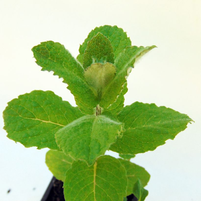 Witte pepermunt BIO - Mentha piperita Alba (Blad)