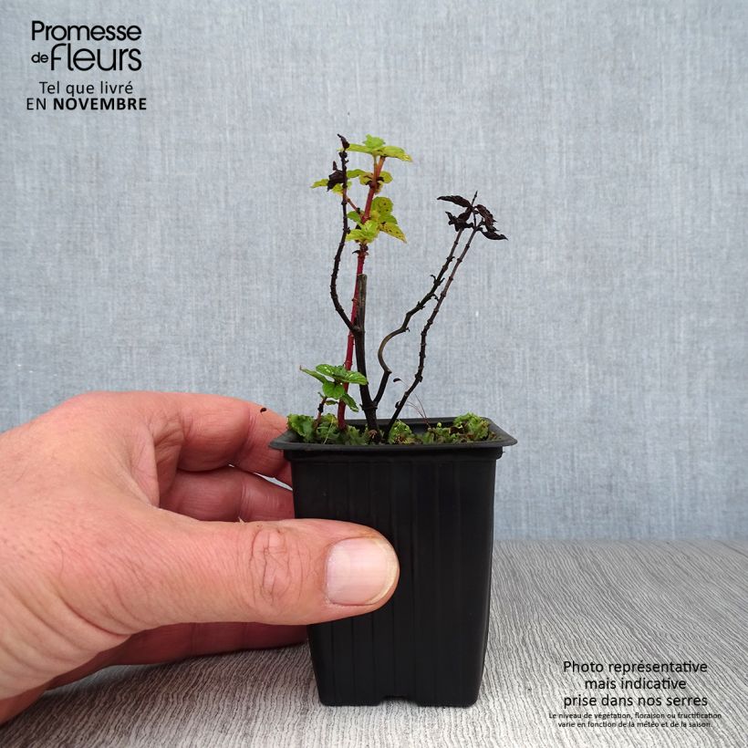Exemplaar van Chinese munt BIO - Mentha haplocalyx Kweekpotje van 8/9 cm zoals geleverd in de herfst