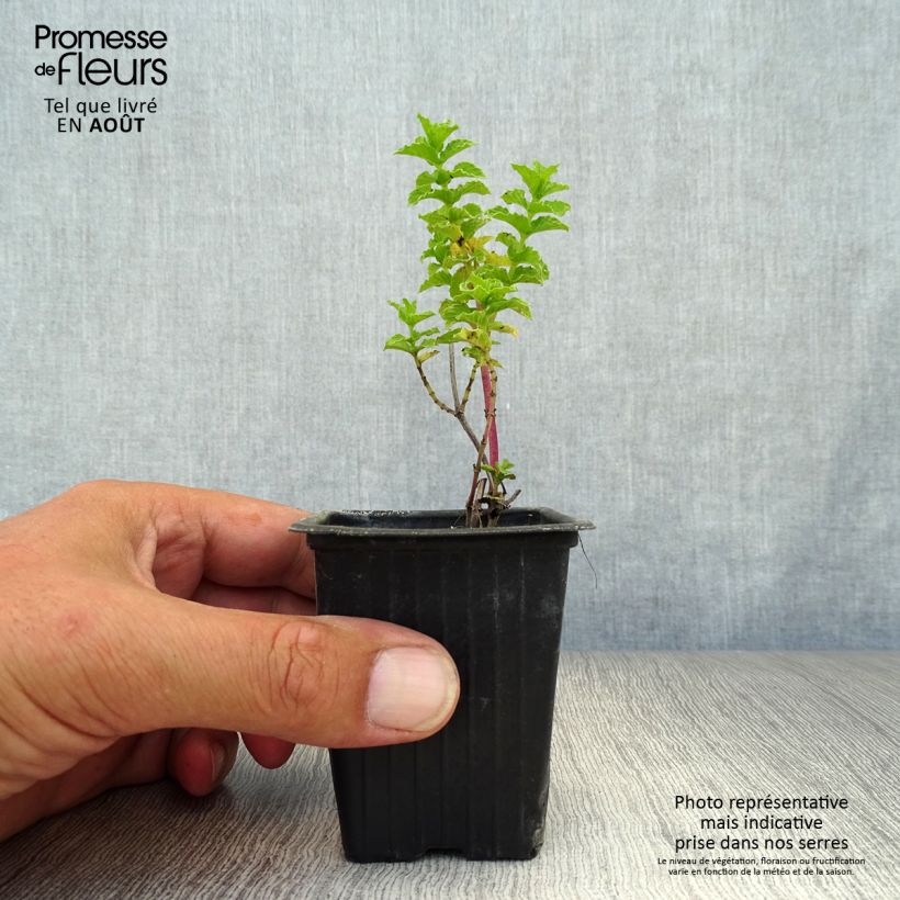Exemplaar van Chinese munt BIO - Mentha haplocalyx Kweekpotje van 8/9 cm zoals geleverd in de zomer
