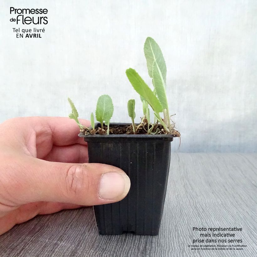 Exemplaar van Balsemwormkruid - Tanacetum balsamita Kweekpotje van 7/8 cm zoals geleverd in de lente