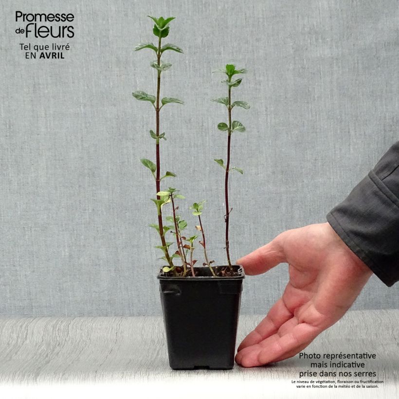 Exemplaar van Eau de cologne-munt BIO - Mentha rotundifolia Eau de Cologne Kweekpotje van 7/8 cm zoals geleverd in de lente