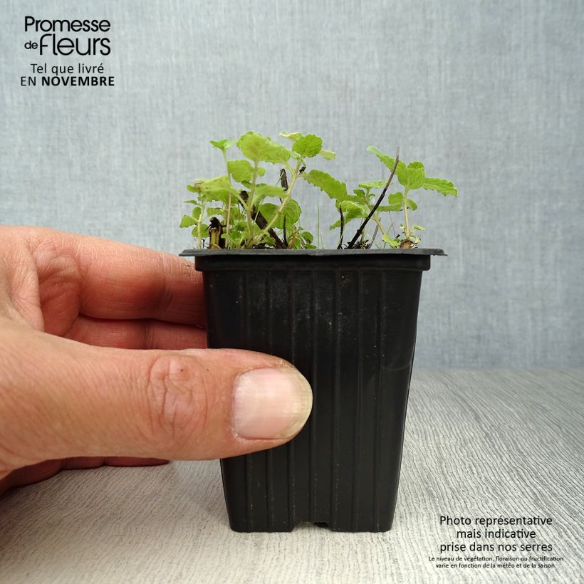 Exemplaar van Aardbeienmunt BIO - Mentha arvensis Strawberry Kweekpotje van 7/8 cm zoals geleverd in de herfst