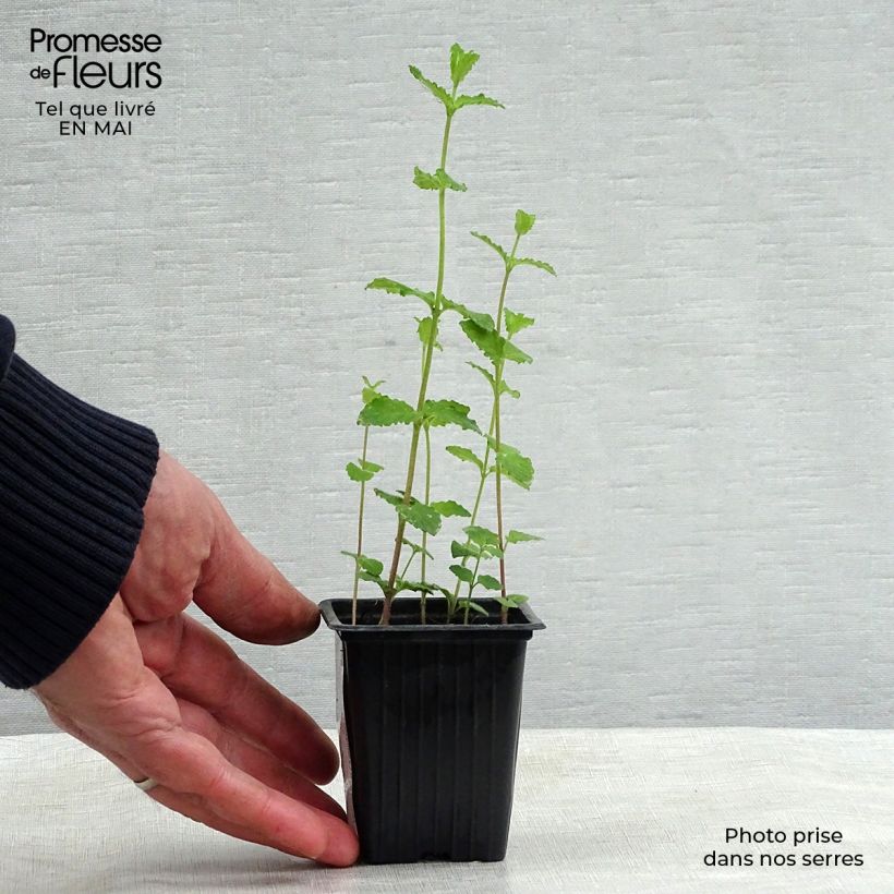 Example of Aardbeienmunt BIO - Mentha arvensis Strawberry Kweekpotje van 7/8 cm as you get in printemps