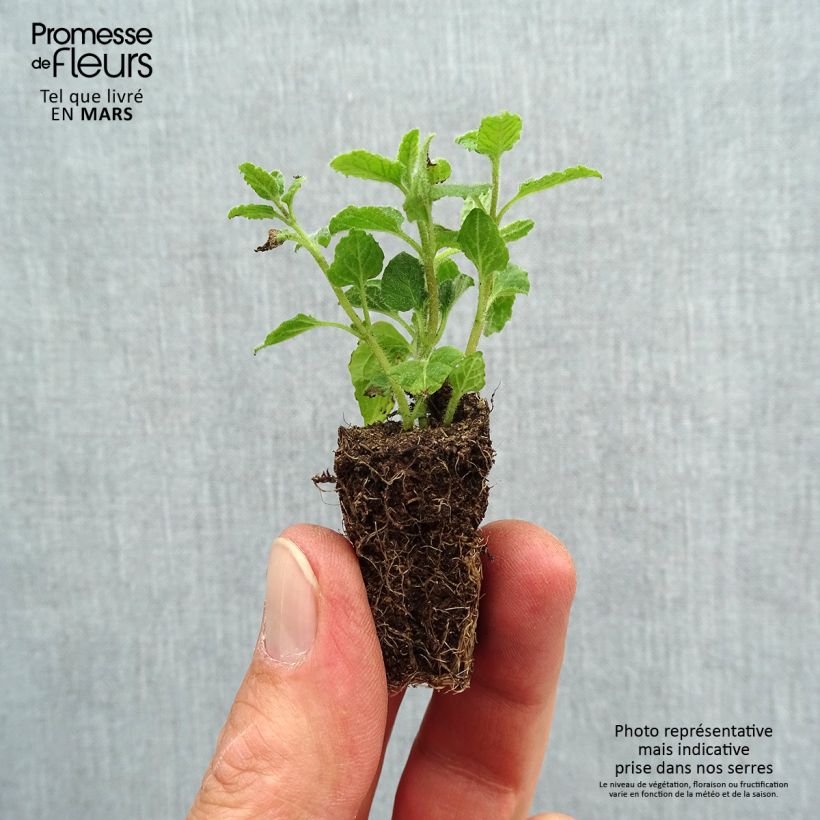 Example of Aardbeienmunt BIO - Mentha arvensis Strawberry Mini-mot Ø 3/4 cm as you get in printemps