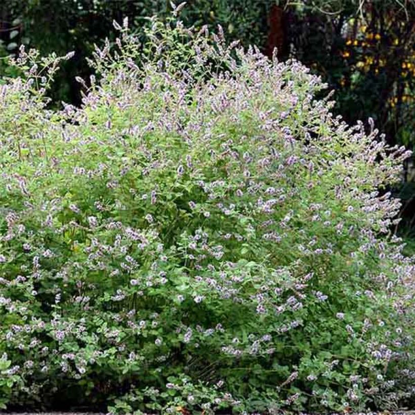 Gattefosse's munt BIO - Mentha gattefossei (Groeiplaats)