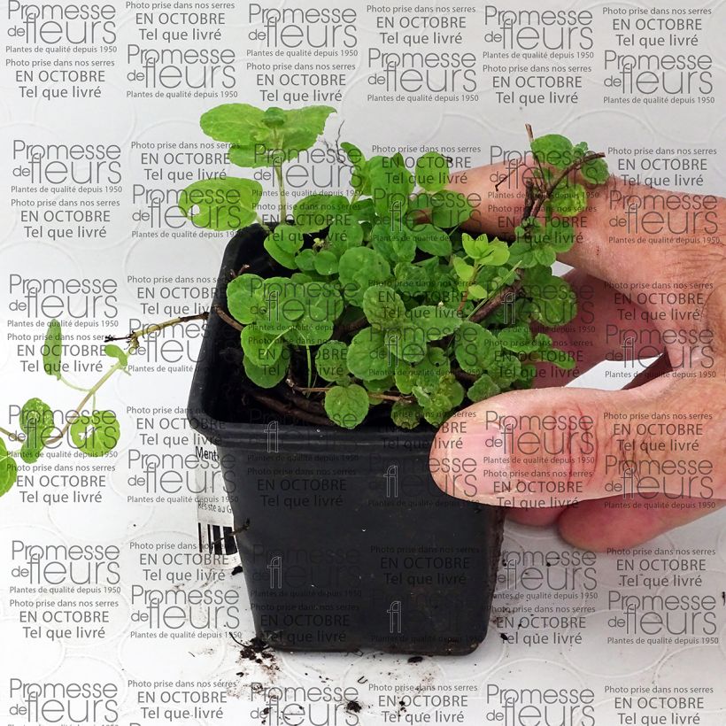 Voorbeeld van een exemplaar van Gattefosse's munt BIO - Mentha gattefossei Kweekpotje van 8/9 cm zoals geleverd