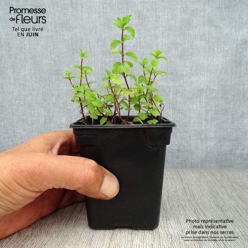 Exemplaar van Gembermunt BIO - Mentha gracilis Ginger Kweekpotje van 7/8 cm zoals geleverd in de zomer