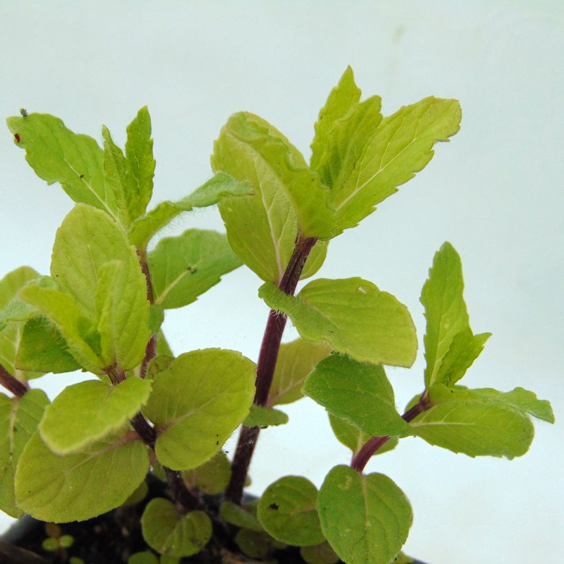 Groene munt Wintergreen BIO - Mentha spicata Wintergreen (Blad)