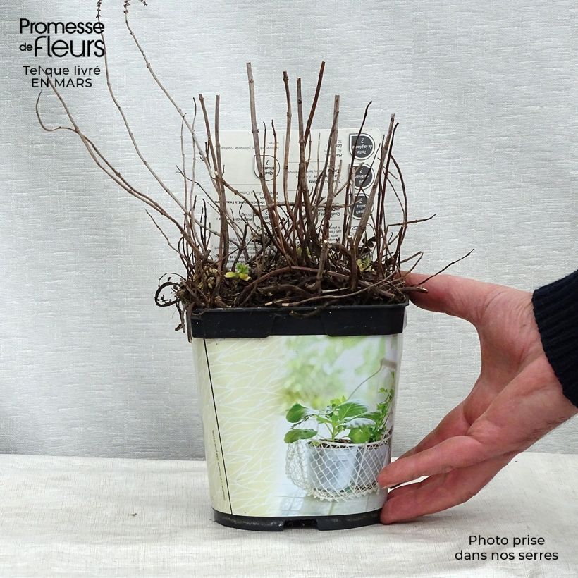 Exemplaar van Mojito munt BIO - Mentha spicata Mojito (jonge planten) Pot van 1 l/1,5 l zoals geleverd in de winter
