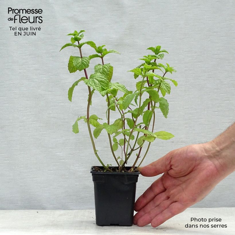 Exemplaar van Mojito munt BIO - Mentha spicata Mojito Kweekpotje van 7/8 cm zoals geleverd in de zomer